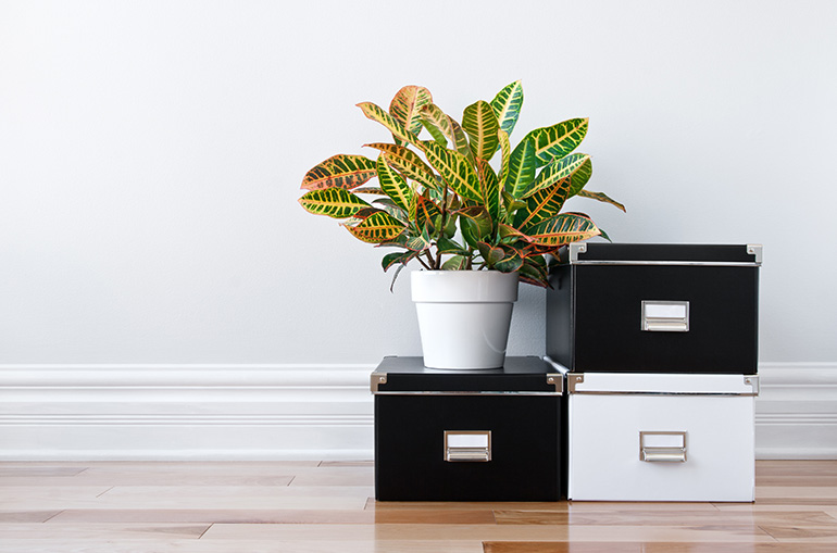 Black and white boxes with a plant